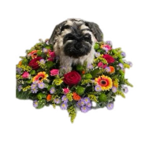 Pug posy