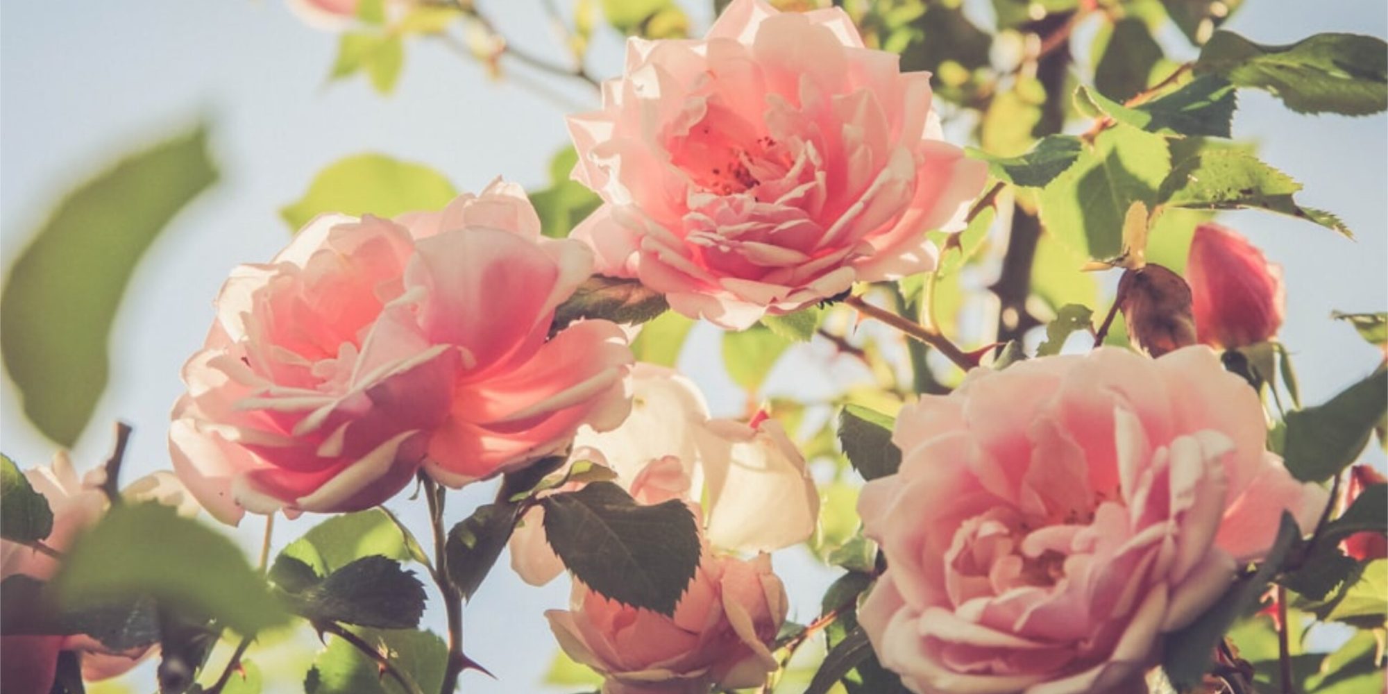 rose cover